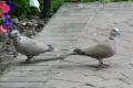 Collared Dove