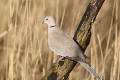 Collared Dove