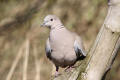 Collared Dove