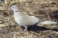 Collared Dove