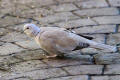 Collared Dove