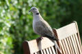 Collared Dove