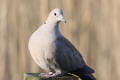 Collared Dove