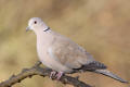 Collared Dove image from gardenbirdwatching.com