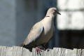 Collared Dove