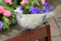 Collared Dove