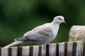 Collared-Dove