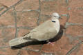 Collared Dove