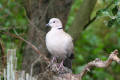 Collared Dove