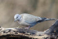 Collared Dove