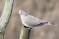 Collared Dove