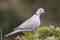 Collared Dove