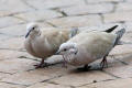 Collared Dove