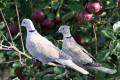 Collared Dove