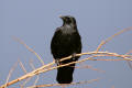 Carrion Crow