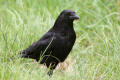 Carrion Crow image from gardenbirdwatching.com