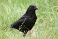 Carrion Crow