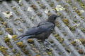 Carrion Crow