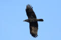 Carrion Crow