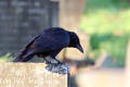 Crow