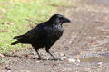 Carrion Crow