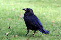 Carrion Crow