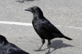 Carrion Crow