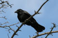 Carrion Crow