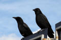 Carrion Crow