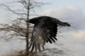 Carrion Crow