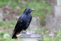 Carrion Crow