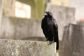 Carrion Crow