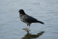 Carrion Crow