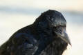 Carrion Crow