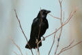 Carrion Crow