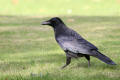 Carrion Crow