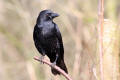 Carrion Crow