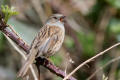 Dunnock