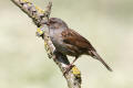 Dunnock