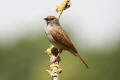 Dunnock