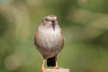 Dunnock