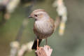 Dunnock