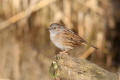 Dunnock