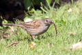 Dunnock