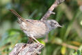 Dunnock