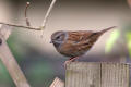 Dunnock