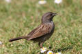 Dunnock