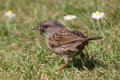 Dunnock