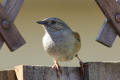 Dunnock