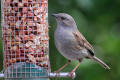 Dunnock